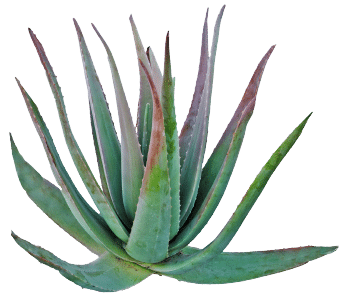 Agave poeder
