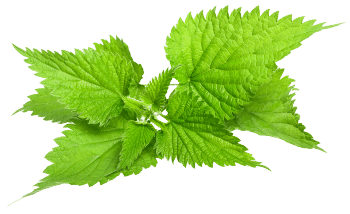 Brandnetelbladextract