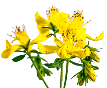 Sint-Janskruid-extract